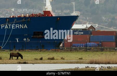 Uno dei due pony Resident konik al Belfast's Window on Wildlife come riserva naturale del Belfast Lough RSPB NI nell'Harbour Estate è stato rinominato come riaperto oggi dopo un'estesa ristrutturazione. Foto Stock