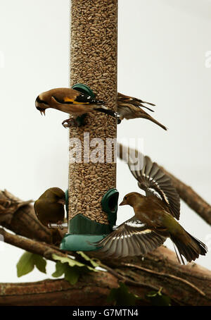 Le finche utilizzano un alimentatore presso il Belfast's Window on Wildlife, in quanto la riserva naturale Belfast Lough di RSPB NI nella Harbor Estate è stata rinominata in quanto è stata riaperta oggi dopo essere stata sottoposta a un'estesa ristrutturazione. Foto Stock