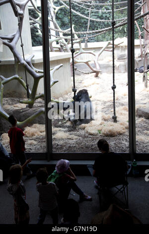 I visitatori possono interagire con la pianura gorilla e altri primati presso la Geigy Primate House presso lo Zoo di Basilea, Basilea, Svizzera. Foto Stock