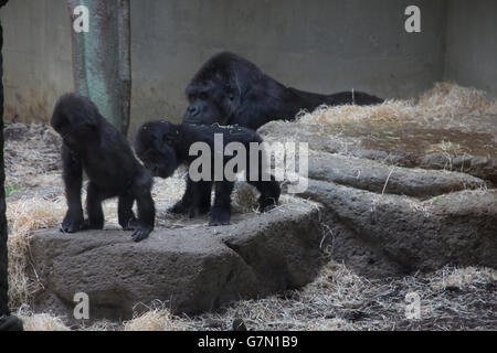 I visitatori possono interagire con la pianura gorilla e altri primati presso la Geigy Primate House presso lo Zoo di Basilea, Basilea, Svizzera. Foto Stock