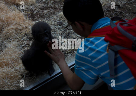 I visitatori possono interagire con la pianura gorilla e altri primati presso la Geigy Primate House presso lo Zoo di Basilea, Basilea, Svizzera. Foto Stock