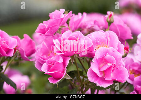 Rosa fortunato! "Frylucy'. Foto Stock