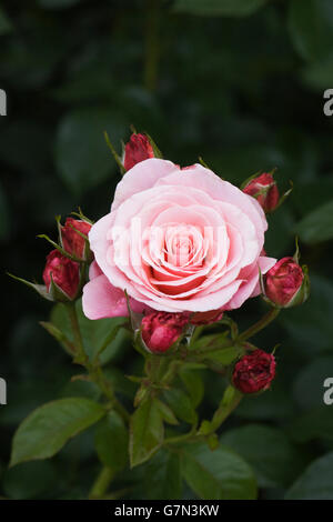 Rosa Tickled Pink 'Fryhunky'. Foto Stock