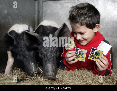 Noah Robinson, 8, da Woodford con due maialini alla Hackney City Farm. Foto Stock