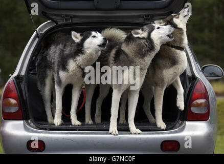 Rally cani da slitta - Aviemore. Tre Huskies aspettano in auto l'inizio di una giornata di allenamento. Foto Stock