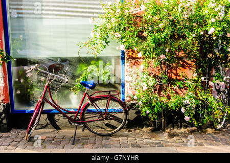 Un stile di Amsterdam 'Old-Dutch' bicicletta realizzata da Batavus nei Paesi Bassi parcheggiato a fianco di un rosaio. Foto Stock
