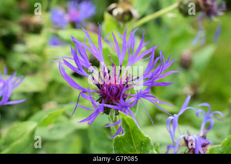 Mountain Bluet fiore, cyanus montanus Foto Stock