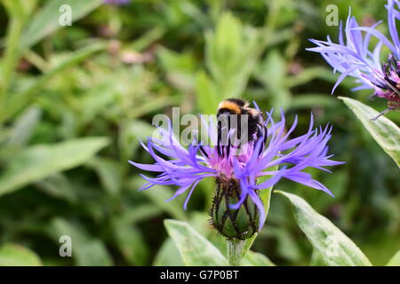 Bumblebee sulla montagna Bluet fiore, cyanus montanus Foto Stock
