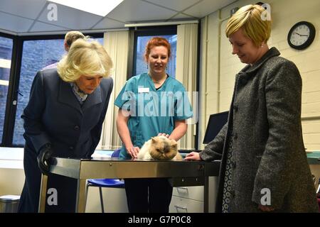 La duchessa di Cornovaglia visita a Beaumont Sainsbury Animal Hospital Foto Stock