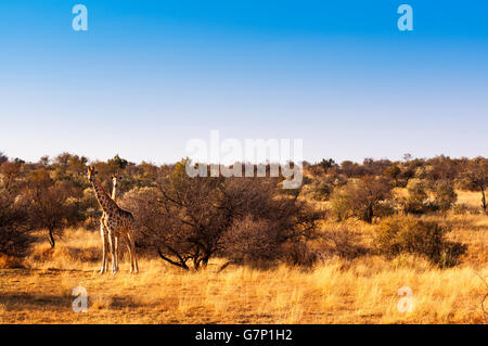 Due giraffe nella savana, in Namibia, Africa Foto Stock