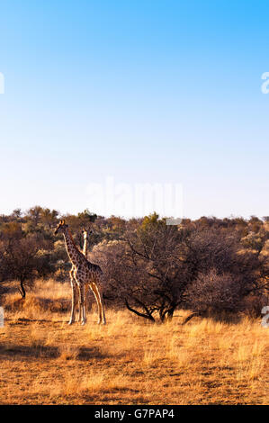 Due giraffe nella savana, in Namibia, Africa Foto Stock