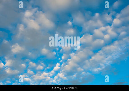 Altocumulus nuvole nel cielo blu arrivare verso il tramonto Foto Stock