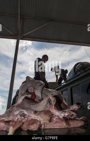 Il sequestro della pesca illegale da Amazonas Stato Polizia ambientale nella città di Manaus, Brasile del Nord - pirarucu filetto di pesce strisce - il pirarucu, noto anche come arapaima o paiche ( Arapaima gigas ) è un Sud America tropicale pesce di acqua dolce, è un fossile vivente e uno dei più grandi pesci di acqua dolce nel mondo. Foto Stock