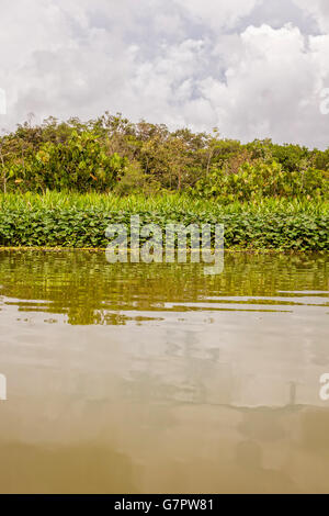 Fiume del Amazon In Sud America più grande fiume di scarico di acqua nel mondo e il secondo in lunghezza Foto Stock