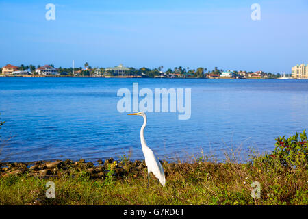 Napoli Florida Marco Island view heron bird in Florida USA Foto Stock