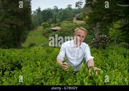 La piantagione di tè sul Tregothnan Break,Tresillion,Cornwall,il primo tè inglese la produzione con il regista Jonathan Jones. Foto Stock