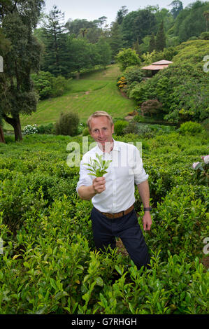 La piantagione di tè sul Tregothnan Break,Tresillion,Cornwall,il primo tè inglese la produzione con il regista Jonathan Jones. Foto Stock