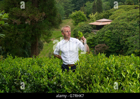 La piantagione di tè sul Tregothnan Break,Tresillion,Cornwall,il primo tè inglese la produzione con il regista Jonathan Jones. Foto Stock