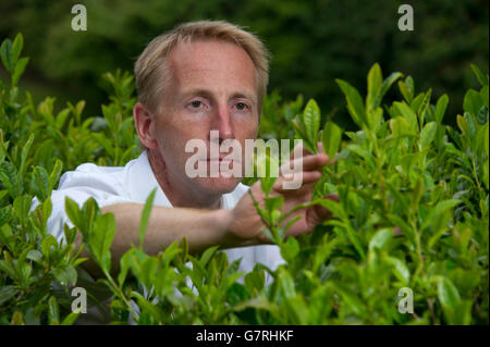 La piantagione di tè sul Tregothnan Break,Tresillion,Cornwall,il primo tè inglese la produzione con il regista Jonathan Jones. Foto Stock