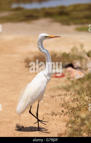 Airone bianco maggiore bird, Ardea alba, sorge in una palude salata nella Upper Newport Bay in Newport Beach, California, Stati Uniti. Foto Stock