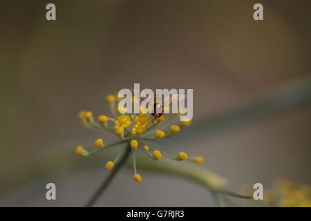 Tiny oro e marrone hoverfly Sphaerophoria philanthus siede su un spray giallo dei fiori Foto Stock