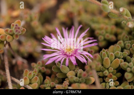 Fiore rosa su ghiaccio pianta succulenta, Carpobrotus edulis, spunto la copertura del terreno sulla spiaggia di sabbia in primavera in California del Sud Foto Stock