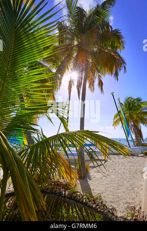 Key West Florida Smathers beach palme NEGLI STATI UNITI Foto Stock