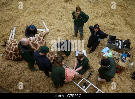 Foto non pubblicata del 17/03/15 di veterinari e personale del parco safari che esaminavano la bocca di 14 anni di Kelly The Giraffe dopo aver lottato per masticare il suo cibo al Blair Drummond Safari Park vicino a Stirling. Foto Stock