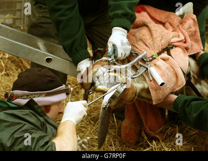 Foto precedentemente inedita datata 17/03/15 di Vet Ian Rodgers che esamina all'interno della bocca di Kelly la giraffa al Blair Drummond Safari Park vicino Stirling. Foto Stock