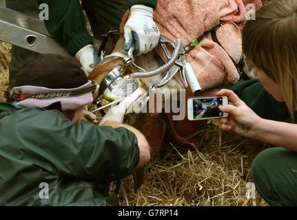 Vet Ian Rodgers esaminare all'interno della bocca di Kelly la giraffa al Blair Drummond Safari Park vicino Stirling. 17/03/15 Foto Stock