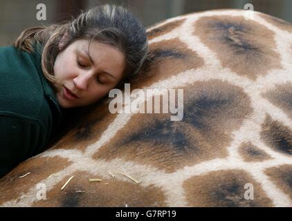 Sam Mitchell con 14 anni Kelly la Giraffe come veterinari al Blair Drummond Safari Park ha esaminato la sua bocca. 17/03/15 Foto Stock