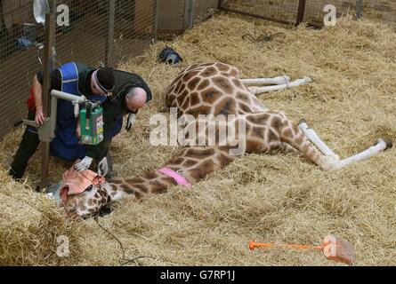 Foto precedentemente inedita datata 17/03/15 del veterinario Ian Rodger (a sinistra) e Gordon Hill che prendono un X-ray di Kelly la mascella della giraffa al Blair Drummond Safari Park vicino Stirling. Foto Stock