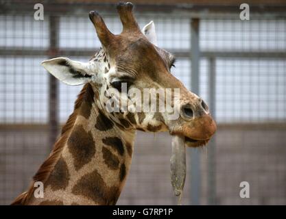 Kelly la giraffa si prepara a tornare ai suoi piedi dopo avere la sua bocca esaminata da veterinari e personale al Blair Drummond Safari Park vicino Stirling. 17/03/15 Foto Stock