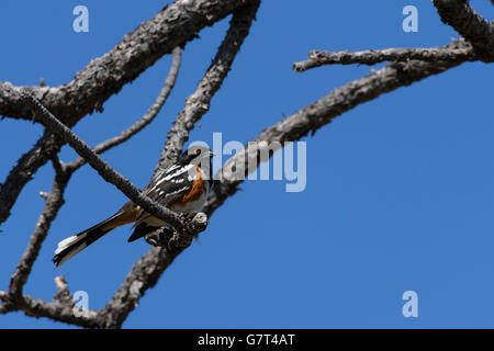 Pipilo maculatus, nell'antico pino di Ponderosa, all'inizio della primavera. Castle Rock, Colorado, Stati Uniti. Precedentemente, The Rufous-Side Towhee. Foto Stock