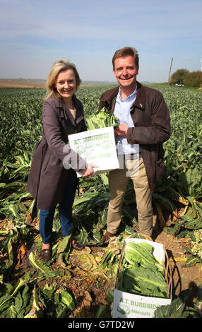 Craig Mackinlay, prospettiva conservatrice candidato al Parlamento per il Thanet meridionale è Unito da Liz Truss, Segretario di Stato per l'ambiente, l'alimentazione e gli affari rurali ha tagliato i cavolfiori per il mercato di Ramsgate durante una visita di campagna elettorale generale ad una fattoria vicino a Manston in Kent. Foto Stock