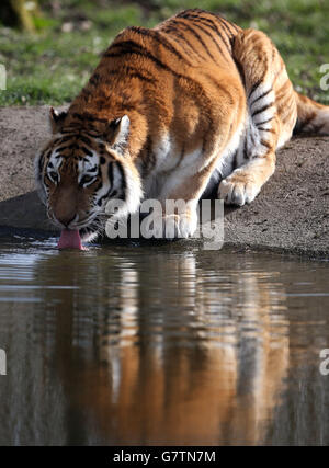 Il personale del Blair Drummond Safari Park regala agli Amur Tigers Bela (nella foto) e a Gengis una delizia di Pasqua, uova di struzzo piene delle loro prelibatezze di carne preferite. Hanno posizionato le uova in varie posizioni all'interno del recinto delle tigri. Foto Stock