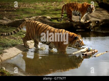 Il personale del Blair Drummond Safari Park regala agli Amur Tigers Bela e Genghis (in primo piano) un trattamento di Pasqua il lunedì, uova di struzzo piene delle loro prelibatezze di carne preferite. Hanno posizionato le uova in varie posizioni all'interno del recinto delle tigri. Foto Stock