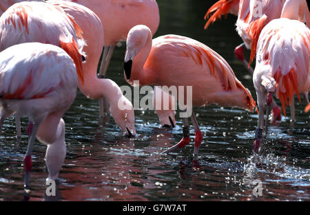 Fenicotteri al WWT Washington Wetland Center a Tyne e indossare, come la Gran Bretagna potrebbe godere il suo più caldo giorno dell'anno finora più tardi questa settimana. Foto Stock