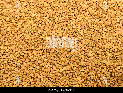 Fenugreek sfondo semi Foto Stock