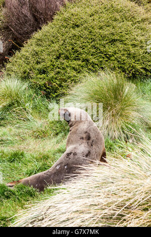 Hooker il leone di mare presso Campbell Island, Nuova Zelanda sub-antartiche Foto Stock