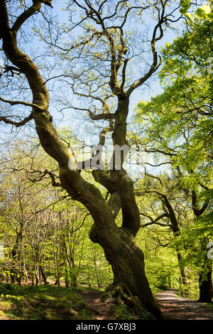 Albero di quercia in legno di faggio Barnetts Park Belfast Irlanda del Nord agli inizi della primavera Foto Stock