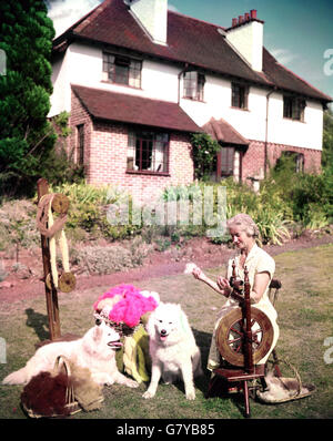 Colorata, ma vera storia di doggy con una differenza è filata da allevatore di cani Miss D. B. Luke, di Penhalt, Winscome, Somerset. Utilizza la vecchia ruota di filatura a piedi per realizzare le pettinature dei suoi tre premi Samoyeds, Rippleby Penza, Rippleby Dinah e Gayling Varta, in un filato che tinge con radici e piante che raccoglie dalle colline del Somerset. Il filo viene poi fatto in abiti dalle tinte diverse, che in realtà mostrano i colori della campagna. Foto Stock