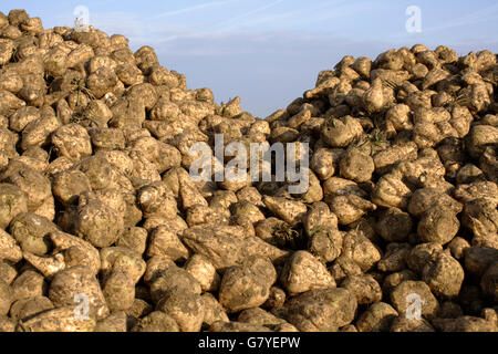 Raccolta delle barbabietole da zucchero (Beta vulgaris), Alsazia, Francia, Europa Foto Stock