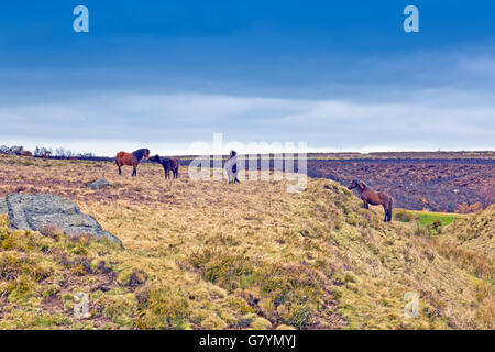 Pony selvatici foraggio per il cibo vicino al fieno Tor su Dartmoor Devon, Inghilterra, Regno Unito Foto Stock