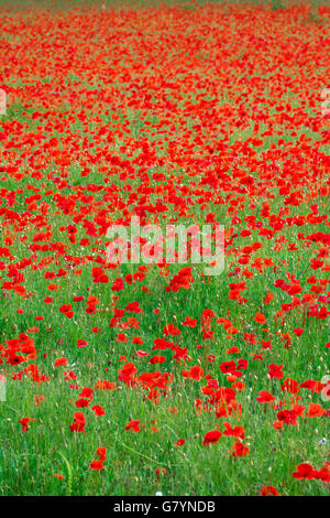 Un campo di papaveri in Suffolk, Inghilterra. Foto Stock