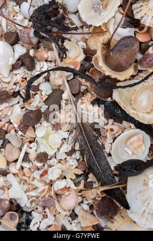 Abstract di rotture di conchiglie, alghe, pietre, detriti e una piuma lavata fino a una spiaggia. Foto Stock