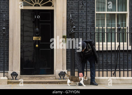 Un poliziotto batte Larry il gatto di Downing Street fuori 10 Downing Street, a Westminster, Londra, dopo la vittoria elettorale del primo ministro David Cameron. Foto Stock