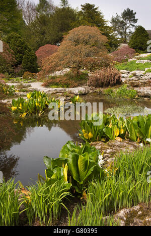 Regno Unito, Cumbria, Kendal Sizergh, casa ancestrale alla famiglia Strickland, giardino di roccia in primavera Foto Stock