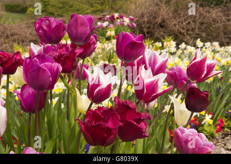 Regno Unito, Cumbria, Kendal Sizergh, giardino in primavera, tulip le frontiere Foto Stock