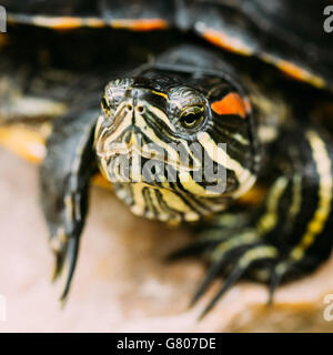 Piccolo rosso-orecchio tartaruga, Pond Terrapin seduto sulla pietra. Close up. Foto Stock